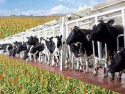 TH True Milk định đầu tư dự án gần 1 tỷ USD ở Moscow