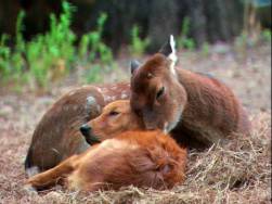 20 quảng cáo được chia sẻ nhiều nhất năm 2015