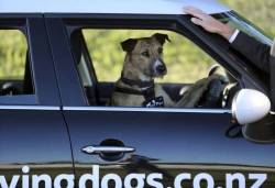 Review Campaign: Driving Dogs