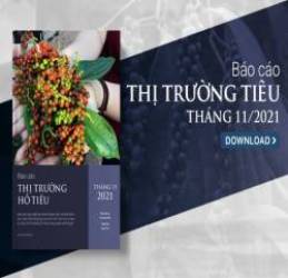 [Báo cáo] Thị trường hồ tiêu tháng 11/2021: Giá hồ tiêu dự kiến vẫn ở mức cao trong năm 2022