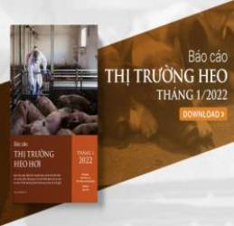 [Báo cáo] Thị trường heo hơi tháng 1/2022: Thị trường thịt heo tiếp tục đối mặt nhiều thách thức