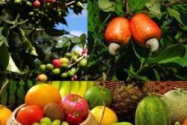 Bản tin thị trường nông, lâm, thủy sản số ra ngày 20/2/2022