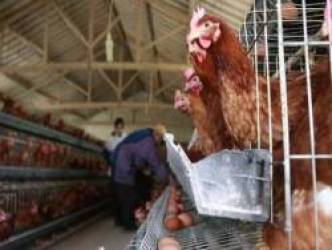 Tại sao gà mái bắt chước tiếng gáy của gà trống bị coi là ‘điềm dữ’, thường bị bắt giết?