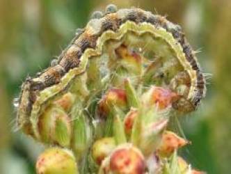 Nhiễm virus zombie, những con sâu ngáo trèo lên ngọn cây nhảy múa, mời chim ăn mình