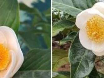 Bạch hải đường lên “cơn sốt”, Cục trưởng Cục Trồng trọt khuyến cáo người dân không bị “sập bẫy lừa”