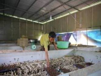 Khởi nghiệp từ 1 kg dế giống, nông dân miền Tây thu trăm triệu mỗi năm