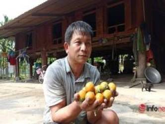 Trồng vườn cau bán từ mo đến quả, một gia đình thu tiền tỷ mỗi năm