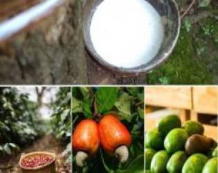 Bản tin thị trường nông, lâm, thủy sản số ra ngày 31/3/2022