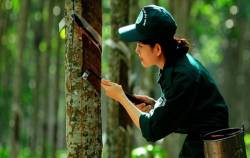 “Phải hoàn thành kế hoạch”, Tập đoàn Cao su… điều chỉnh kế hoạch kinh doanh 2023