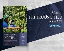 Kết thúc một năm nhiều biến động, giá tiêu kỳ vọng sẽ tăng trong năm 2024