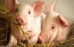 Dabaco 3 năm liên tiếp đặt kế hoạch doanh thu tỷ đô dù hoàn thành chưa được 1 nửa, lợi nhuận 2024 tham vọng 730 tỷ