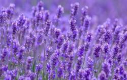 Phiên giao dịch đầu tiên của năm Giáp Thìn, 1 ngân hàng lớn cùng loạt cổ phiếu tăng trần, có mã cá biệt tăng 40%