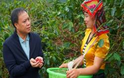 Lần đầu tiên cà phê giá rẻ từ Việt Nam không còn vô tận, traders và môi giới kiệt sức, loạt kho phá sản