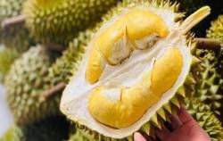 Quý 4/2023 lần đầu tiên bán được sầu riêng “1 vốn 6 lời”