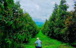 Bầu Đức chia sẻ mức sinh lời hấp dẫn với “1 vốn 5 lời”, nhiều đại gia trên sàn chuyển sang trồng sầu riêng