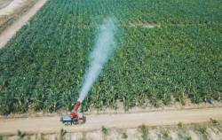 HAGL Agrico lỗ quý thứ 13 liên tiếp, luỹ kế lỗ hơn 8.000 tỷ, chỉ còn hơn 6 tỷ đồng tiền mặt