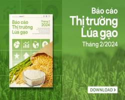 Thế giới có thể thiếu hụt 7,5 triệu tấn gạo trong niên vụ 2023-2024