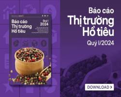 Giá tiêu tăng mạnh do nguồn cung sụt giảm