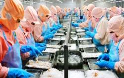 Thủy sản Minh Phú báo lãi quý I/2024 sụt giảm 34% so với cùng kỳ