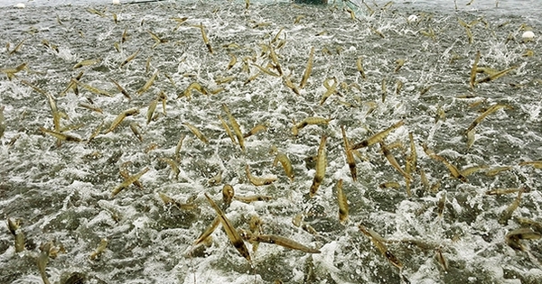 Vua tôm lên kế hoạch lãi kỷ lục gần 1.300 tỷ, loạt ‘tay to’ đổ vốn cho cá tra