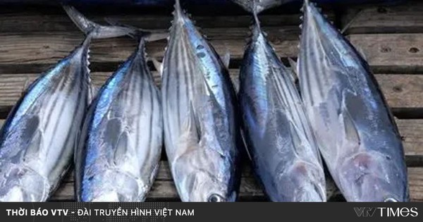 Doanh nghiệp gặp khó về quy định kích cỡ cá ngừ được phép khai thác