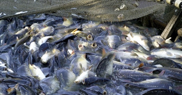 Từ ‘tay chơi’ M&A đình đám đến cảnh ‘bán con’ trả nợ