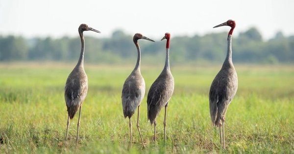 Các “sếu đầu đàn” PVN, Petrolimex, Vitas, Sữa TH… đang dẫn dắt nền kinh tế ESG Việt Nam