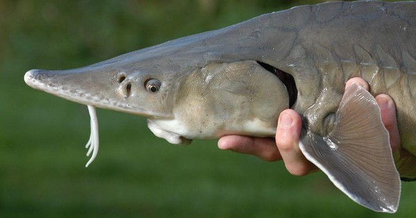 Bầu Đức đang nuôi cá hồi và cá tầm