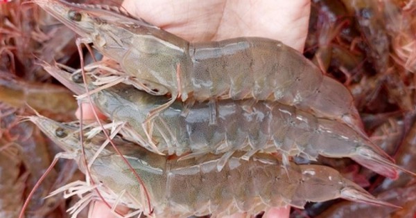 Một công ty thủy sản có EPS gần 70.000 đồng, xuất khẩu hơn 10.000 tấn tôm sang Mỹ, vừa chia cổ tức 50% bằng tiền mặt